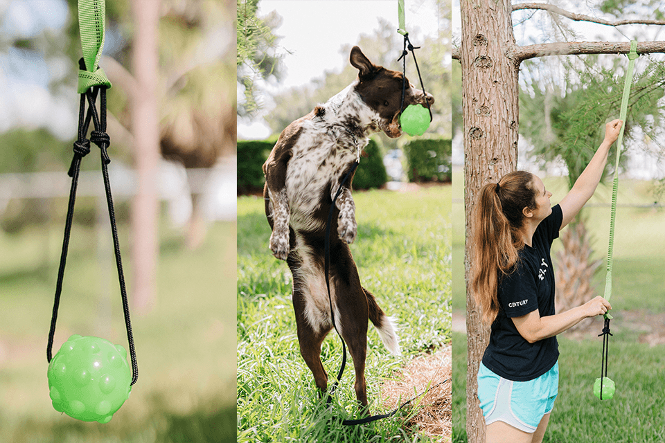 Dog toys to hang from best sale trees