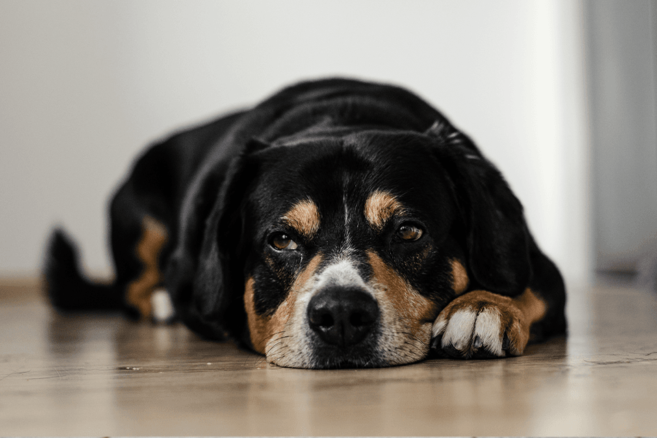 The Common Dog Bad Habits You Need to Know