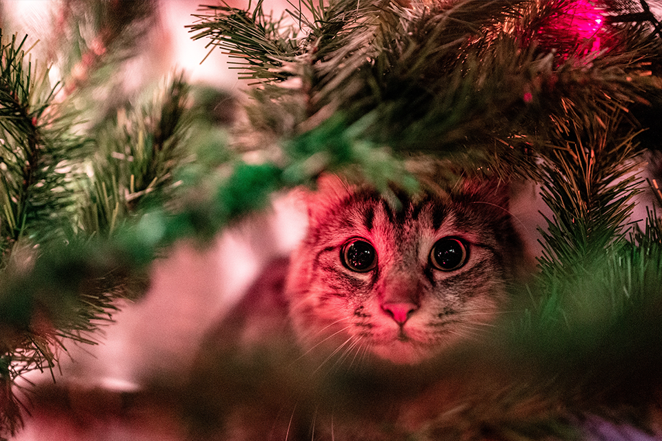 cat proofing your christmas tree