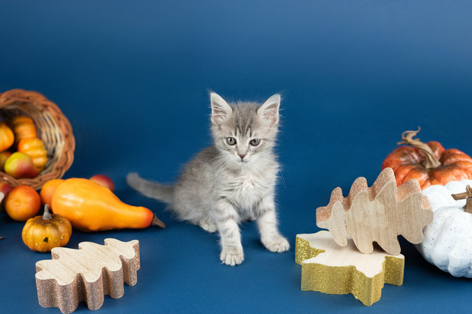 Do's & Don'ts of Thanksgiving Dinner Staples & Your Cat