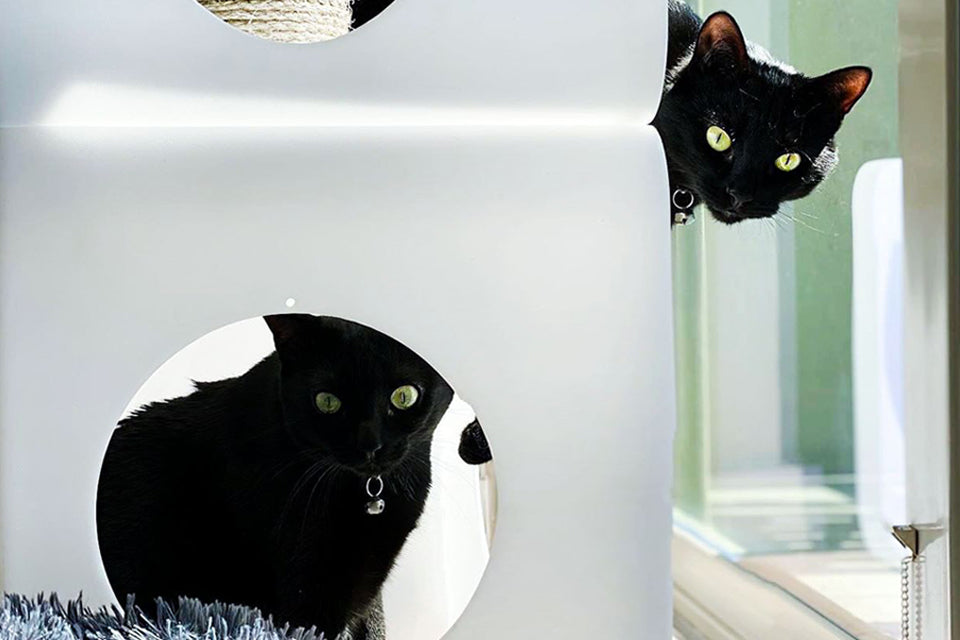 5 Not So Spooky Reasons to Celebrate Black Cats