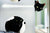 5 Not So Spooky Reasons to Celebrate Black Cats