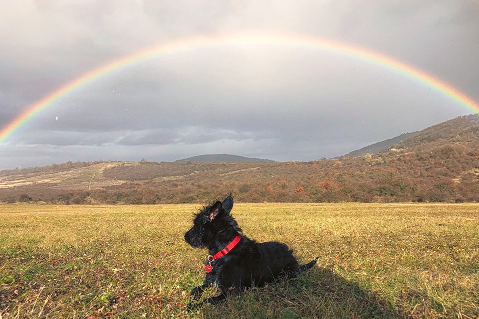 Observing Rainbow Bridge Remembrance Day