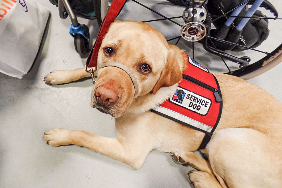 An Inside Look at Service Dog Awareness Month