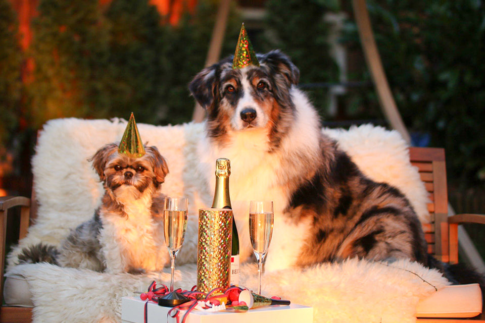 Howling "Goodbye" to 2020 With Your Favorite Pup!