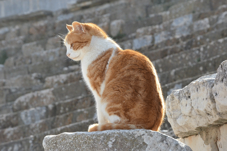 Unique Cats in History