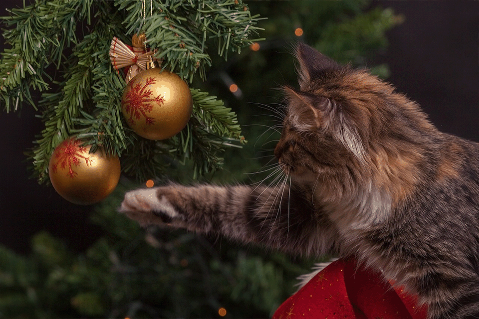 5 Holiday Safety Tips for Your Cat