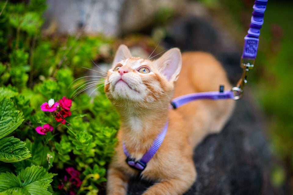 Turning Your Fun-Loving Feline into an Adventure Cat