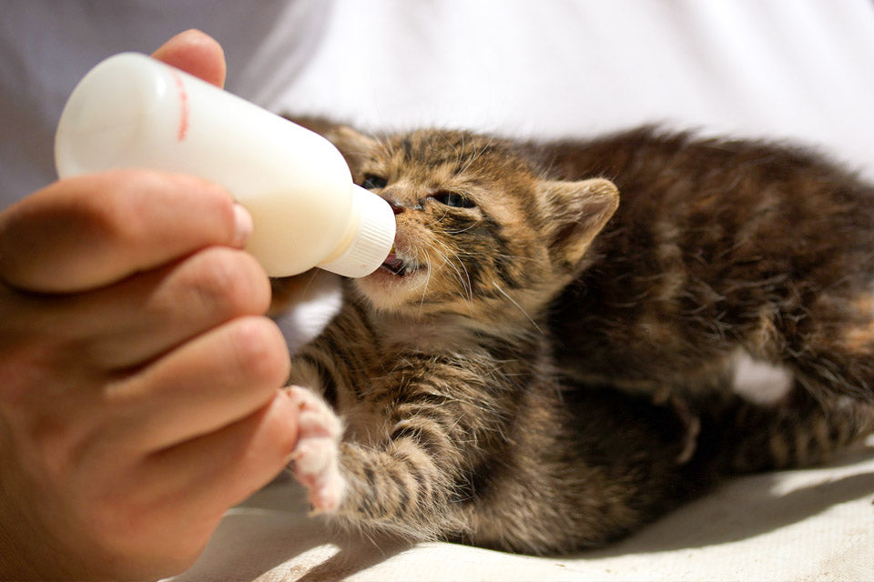 Foster Kitten Crash Course