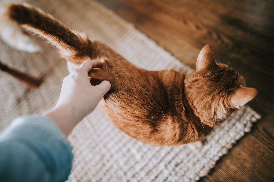Understanding Cat Body Language 101