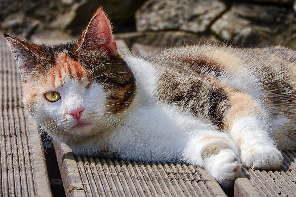 Less Adoptable Kitties Need Homes Too!