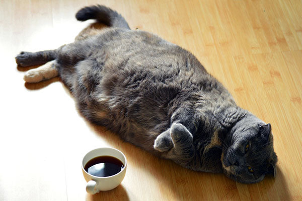 No Fat Cats - The Best Cat Treats