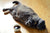 No Fat Cats - The Best Cat Treats