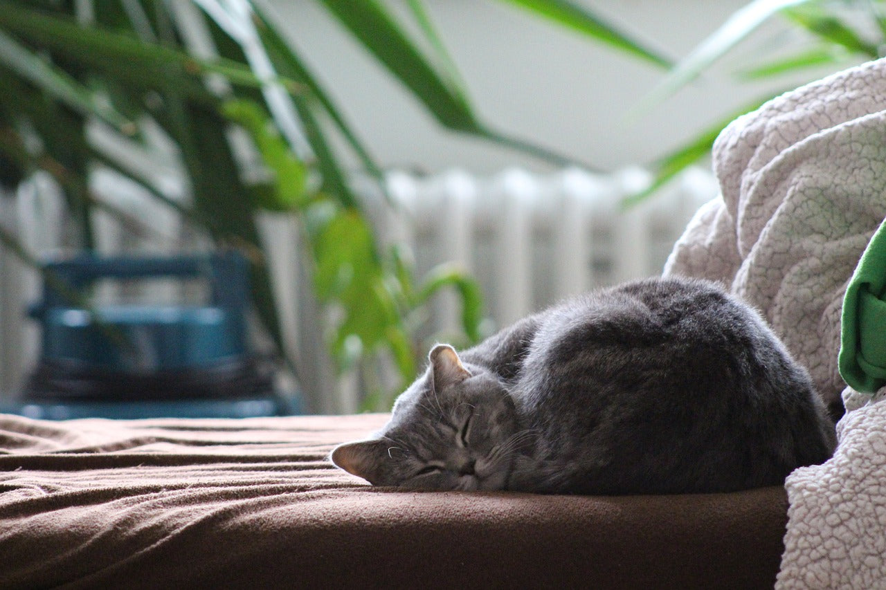 Why Do Cats Purr?