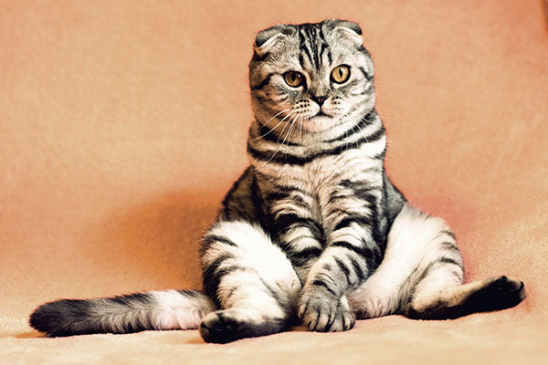 What Your Cat's Body Language Is Trying to Tell You