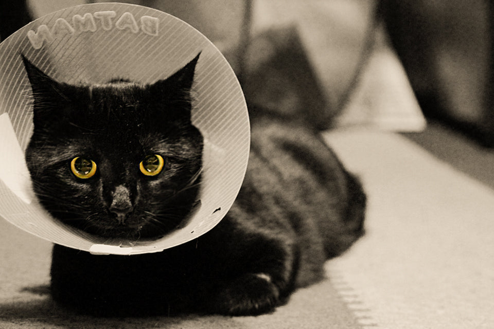 Health Benefits of Spaying and Neutering Your Cats