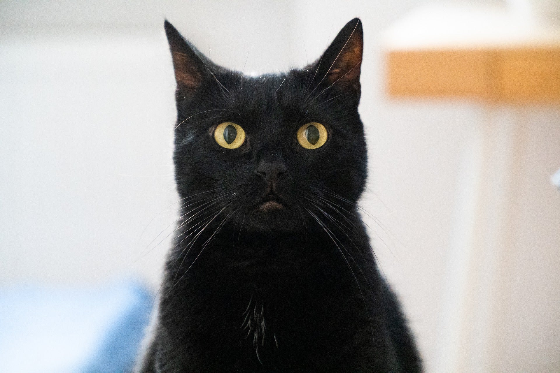 Debunking Black Cat Superstitions - Jolly Pets