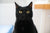 Debunking Black Cat Superstitions