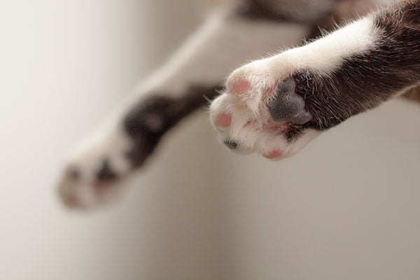 Movie Night with Your Cat Watching These Cat Movies