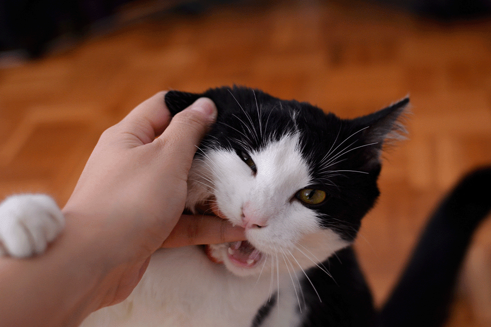 Why Do Cats Give Lovebites?