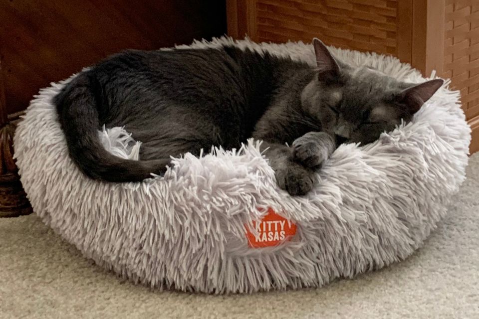 Paws, Snooze, Repeat: Understanding Cat Sleep Habits and Picking the Purr-fect Cat Bed