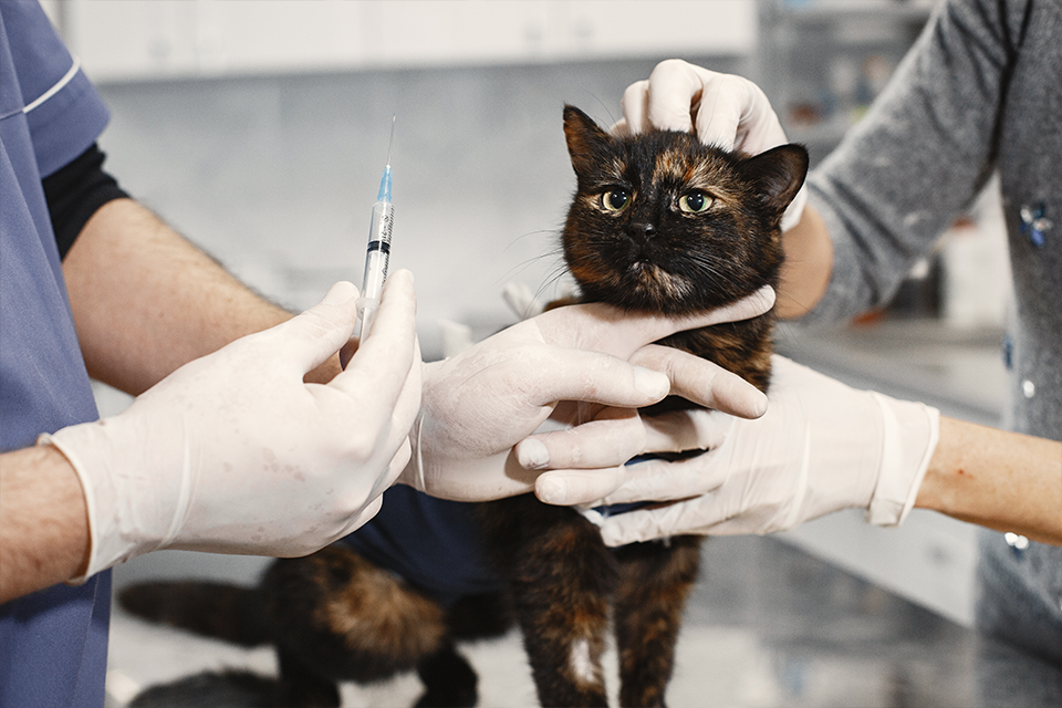 3 Reasons Why Cats Need Vet Visits Too