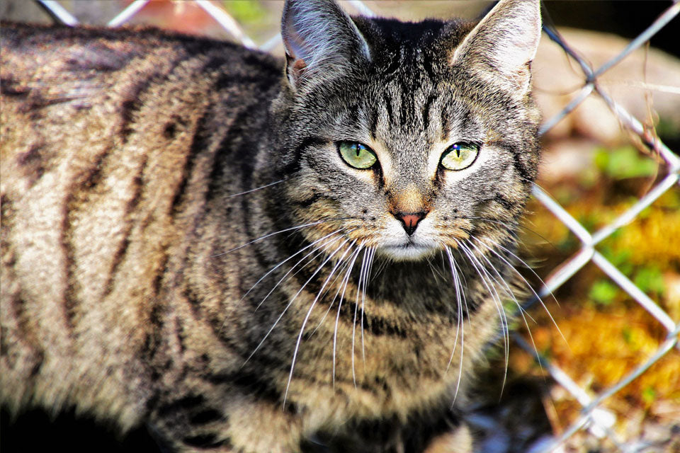 Bring the Fun Outdoors with a Catio