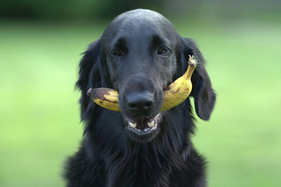Cheesy Banana