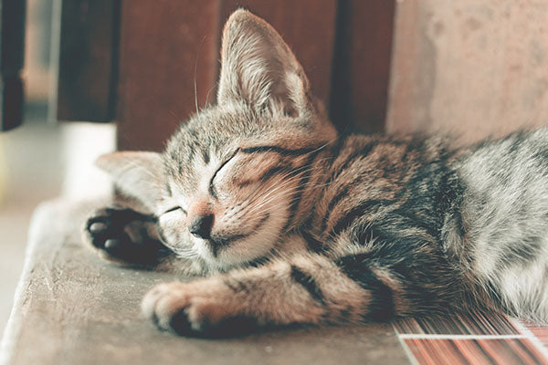 A Strange, But True, History of Cats