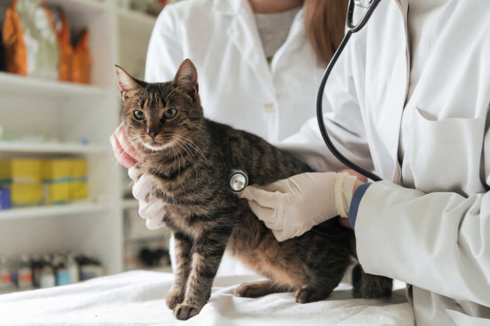 5 Most Common Health Problems in Cats and How You Can Prevent Them