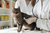 5 Most Common Health Problems in Cats and How You Can Prevent Them