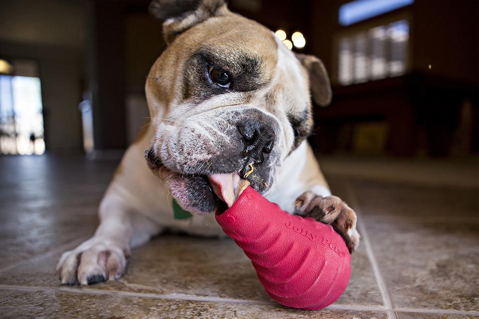 Controlling Your Dog's Eating Behavior