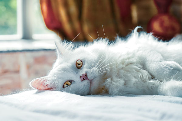 Can Cats Be Service Animals?
