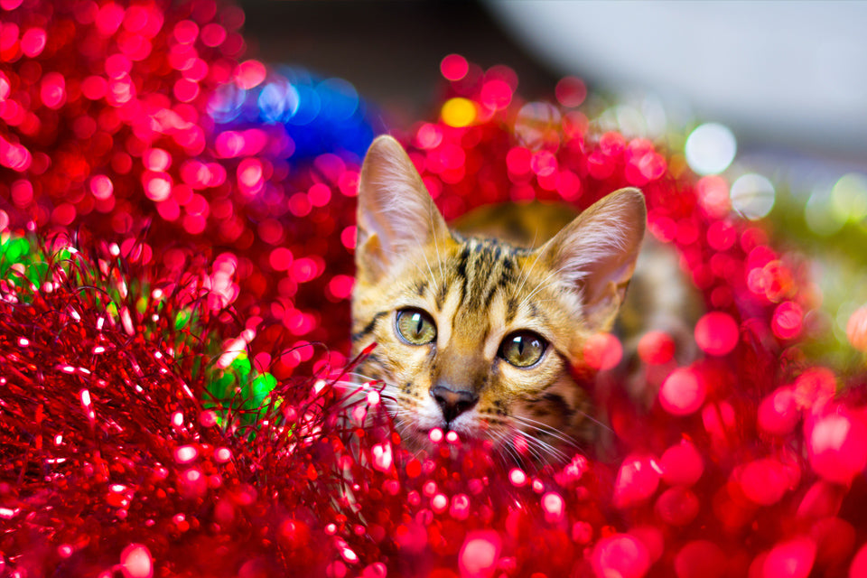 Meowing Goodbye to 2020 With Our Favorite Kitties!