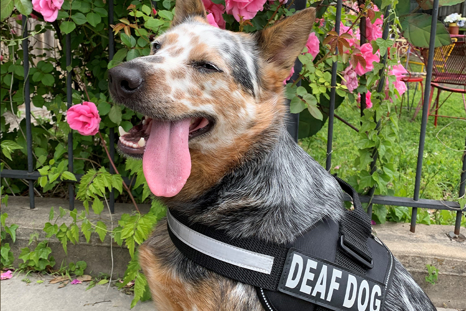 Celebrating Deaf Dog Awareness Week