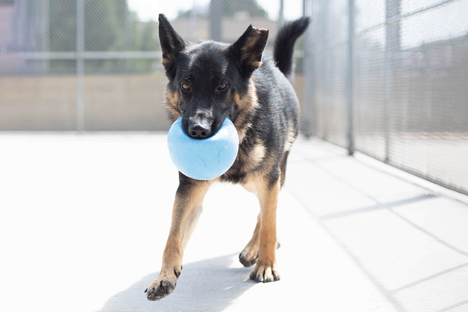 Jolly Pets Spreading Joy to Shelter Dogs