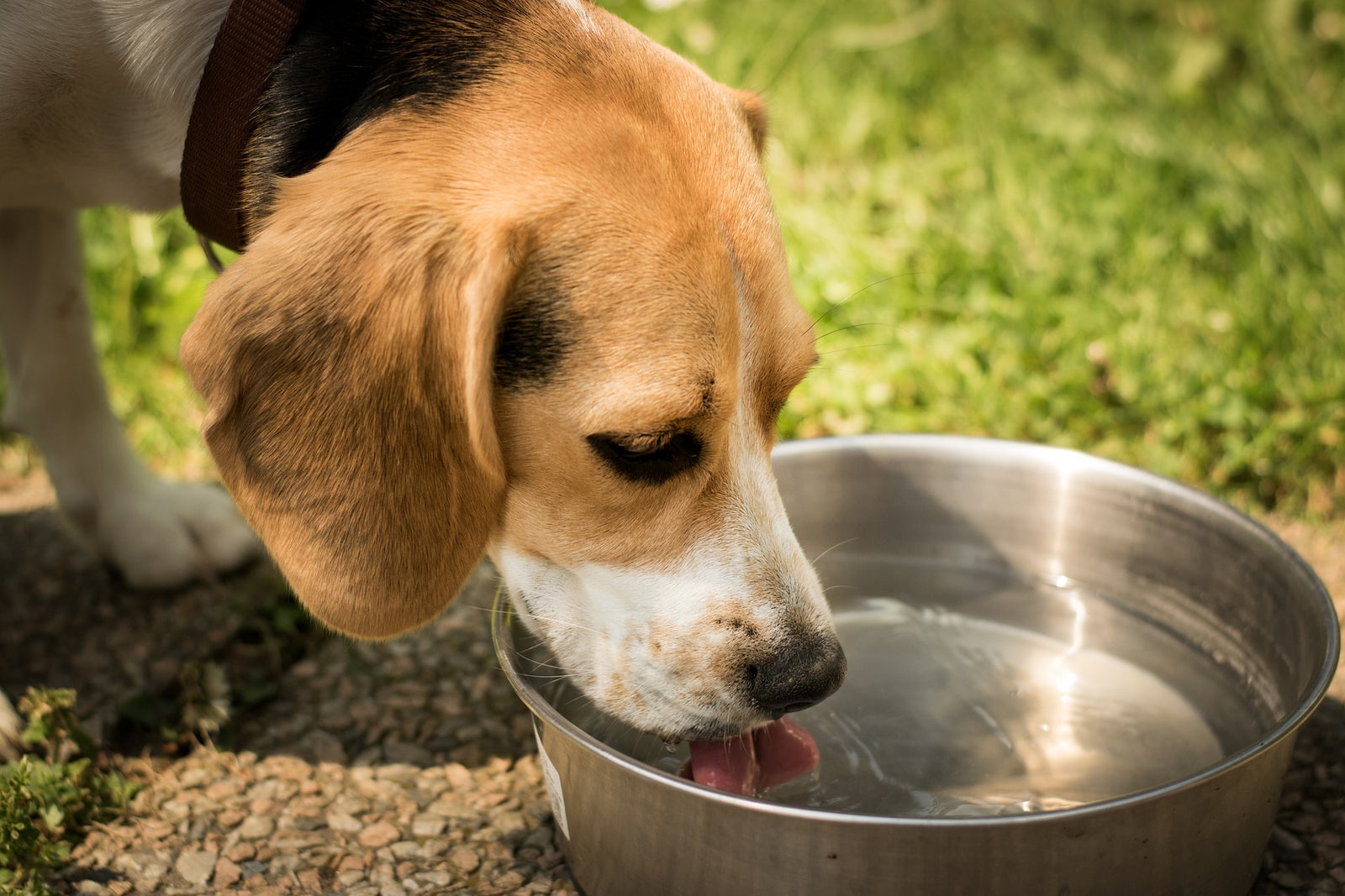 How Much Water Should Your Dog Be Drinking?