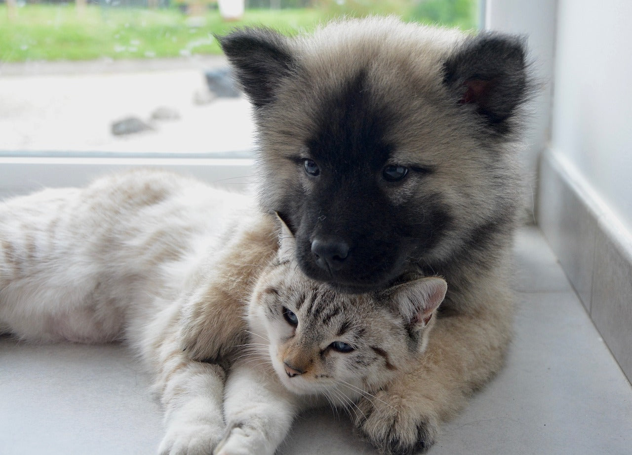 how do you introduce a puppy to an aggressive cat