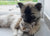 Introducing Your Cat to a Dog
