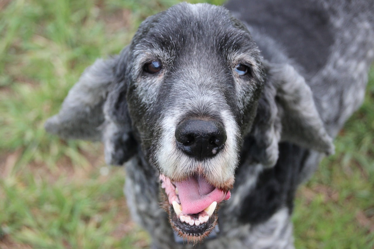 5 Reasons Why Adopting a Senior Dog is Great