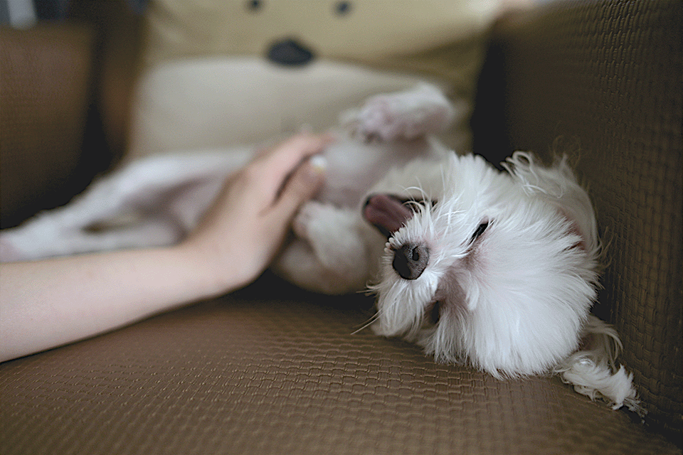 5 Ways Dogs Show Us They Love Us