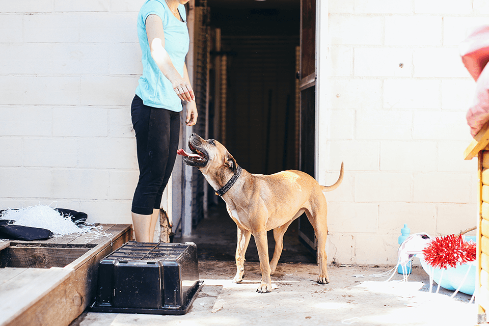 5 Benefits of Teaching Your Dog Scent Work