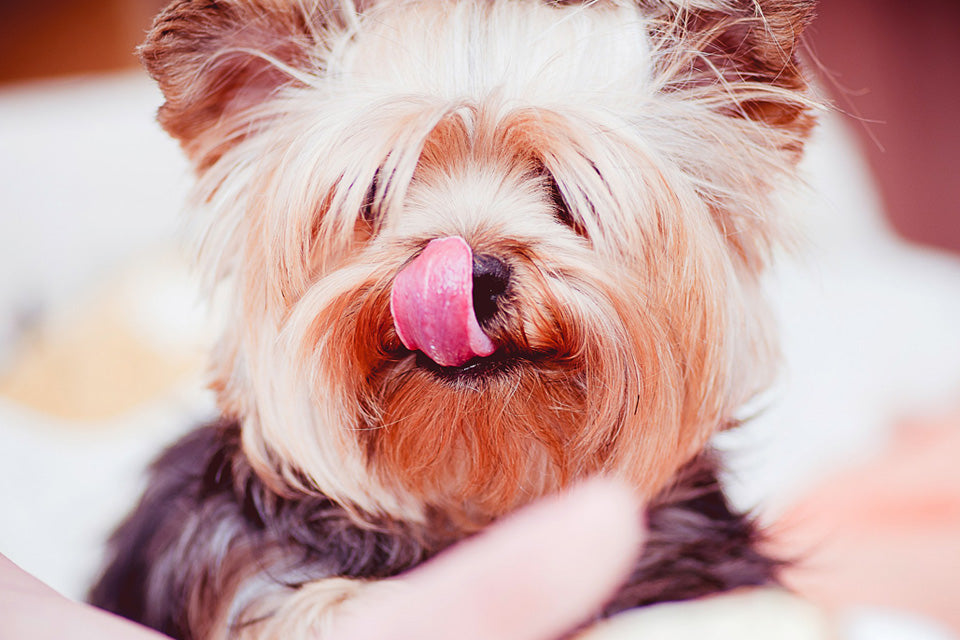 Doggie Yogurt Pop