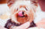 Doggie Yogurt Pop