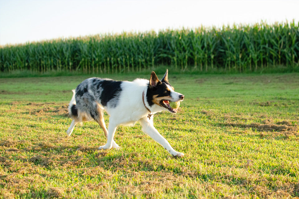 Dogs in the USA - Stats, Behavior, and More