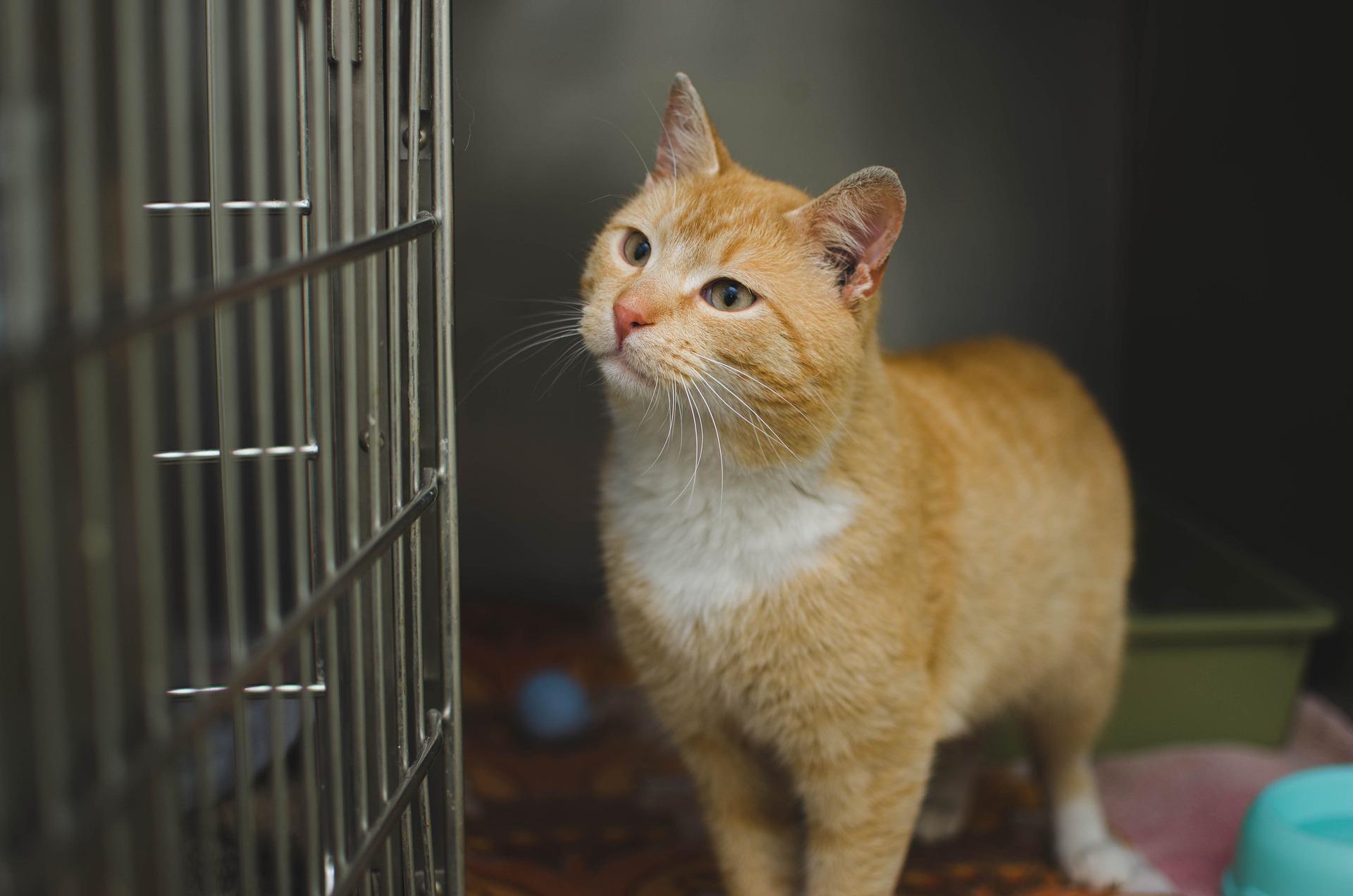 5 Reasons Why You Should Adopt A Shelter Cat