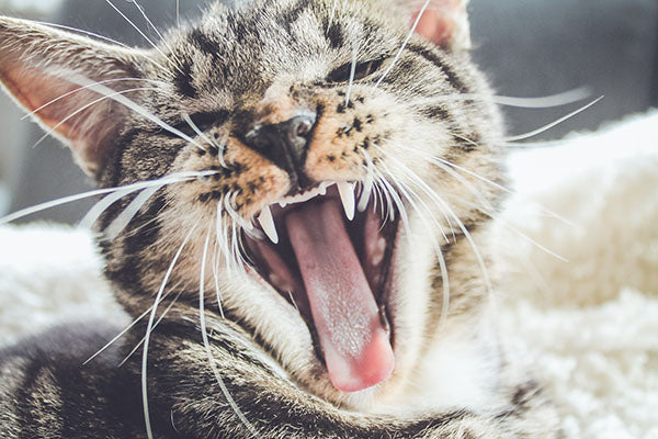 What's in a Meow? Or Kitty Code 101: The Meaning of Meow