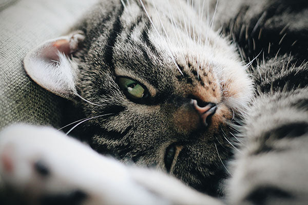 Why Do Cats Bring "Gifts"?