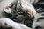 Why Do Cats Bring "Gifts"?