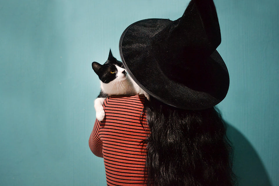 5 Purrfect Fall Activities to do with Your Cat